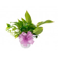 Pothos Plant 6"